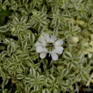 SILENE maritima 'Druett's Variegated'