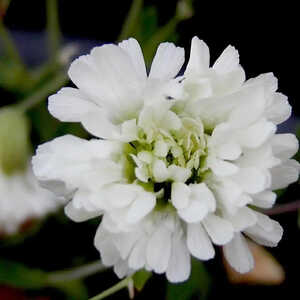 SILENE maritima 'Plena'