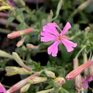 SILENE schafta