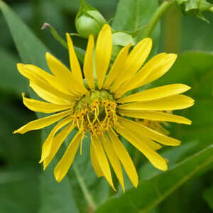 SILPHIUM perfoliatum