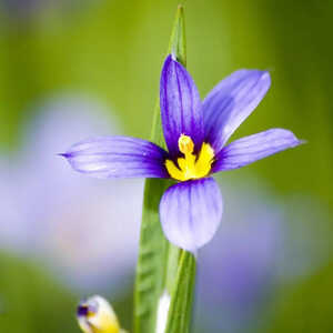 SISYRINCHIUM bermudianum (angustifolium)
