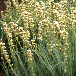 SISYRINCHIUM striatum