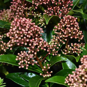 SKIMMIA japonica 'Marlot'