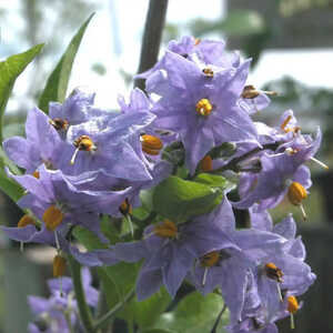 SOLANUM crispum 'Glasnevin'