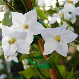 SOLANUM jasminoides 'Album'