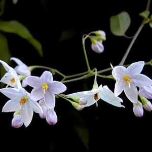 SOLANUM jasminoides