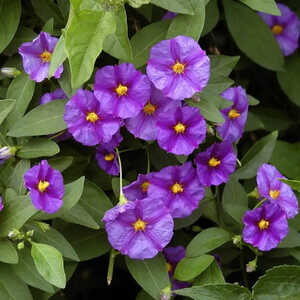 SOLANUM rantonnetii