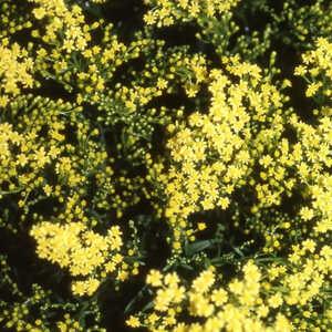 SOLIDAGO 'Citronella'