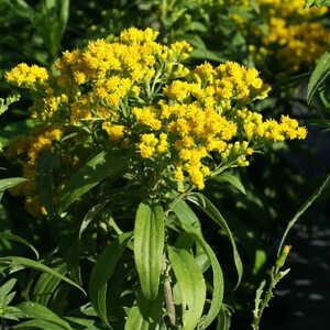 SOLIDAGO 'Golden Dwarf'