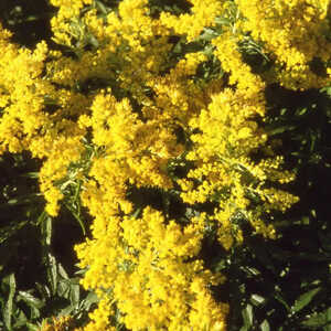 SOLIDAGO 'Laurin'