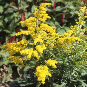 SOLIDAGO 'Mimosa'