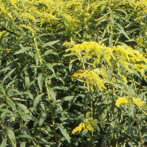 SOLIDAGO shortii