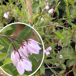 SOLLYA heterophylla 'Pink'