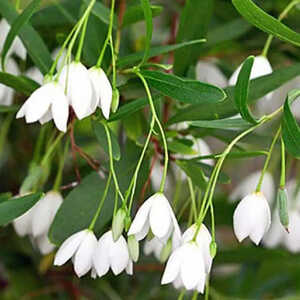 SOLLYA heterophylla 'White Form'