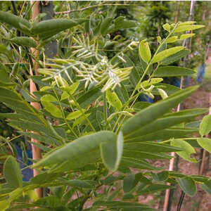 SOPHORA japonica 'Princeton Upright'