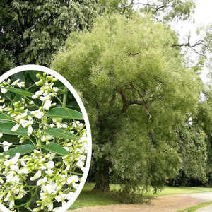 SOPHORA japonica