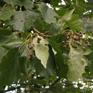 SORBUS torminalis