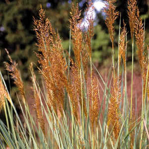 SORGHASTRUM nutans 'Indian Steel'