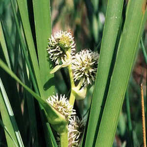 SPARGANIUM erectum (ramosum)