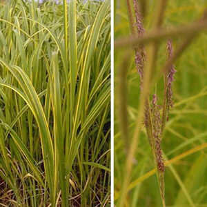 SPARTINA pectinata 'Aureomarginata'