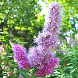 SPIRAEA x billardii