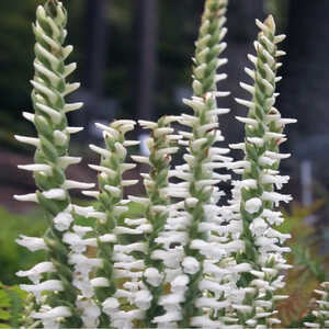 SPIRANTHES cernua var. odorata 'Chadd's Ford'