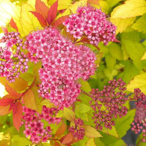 SPIRAEA japonica 'Goldflame'