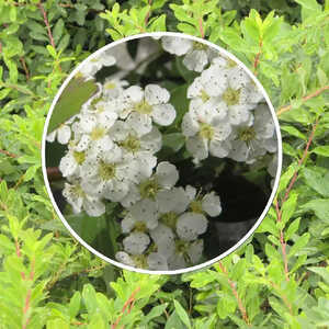 SPIRAEA nipponica 'Snowmound'