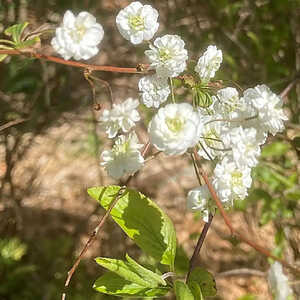 SPIRAEA prunifolia 'Pleniflora'