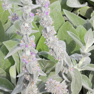 STACHYS byzantina 'Big Ears'