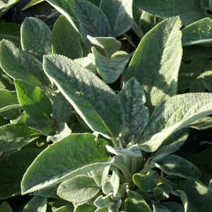 STACHYS byzantina 'Cotton Boll'