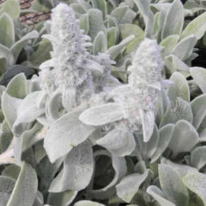 STACHYS byzantina 'Silver Carpet'