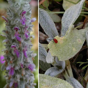 STACHYS byzantina (olympica)