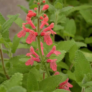 STACHYS coccinea