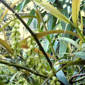 STACHYURUS praecox 'Salicifolia'