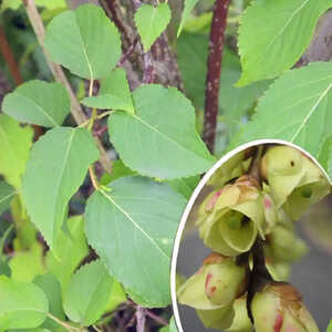 STACHYURUS praecox