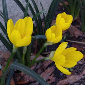 STERNBERGIA lutea