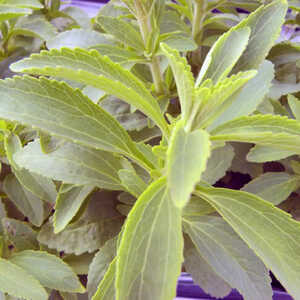 STEVIA rebaudiana