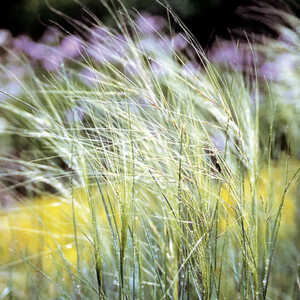 STIPA capillata