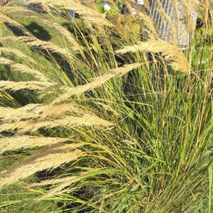 STIPA calamagrostis