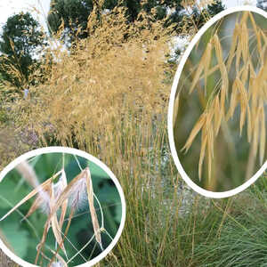 STIPA gigantea