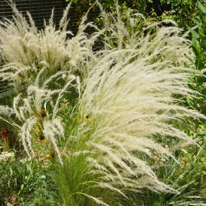 STIPA ichu