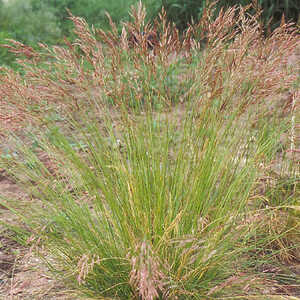 STIPA pennata