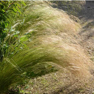 STIPA tenuifolia