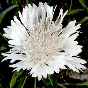 STOKESIA laevis 'Alba'