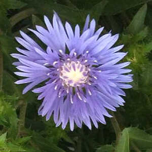STOKESIA laevis 'Mel's Blue'