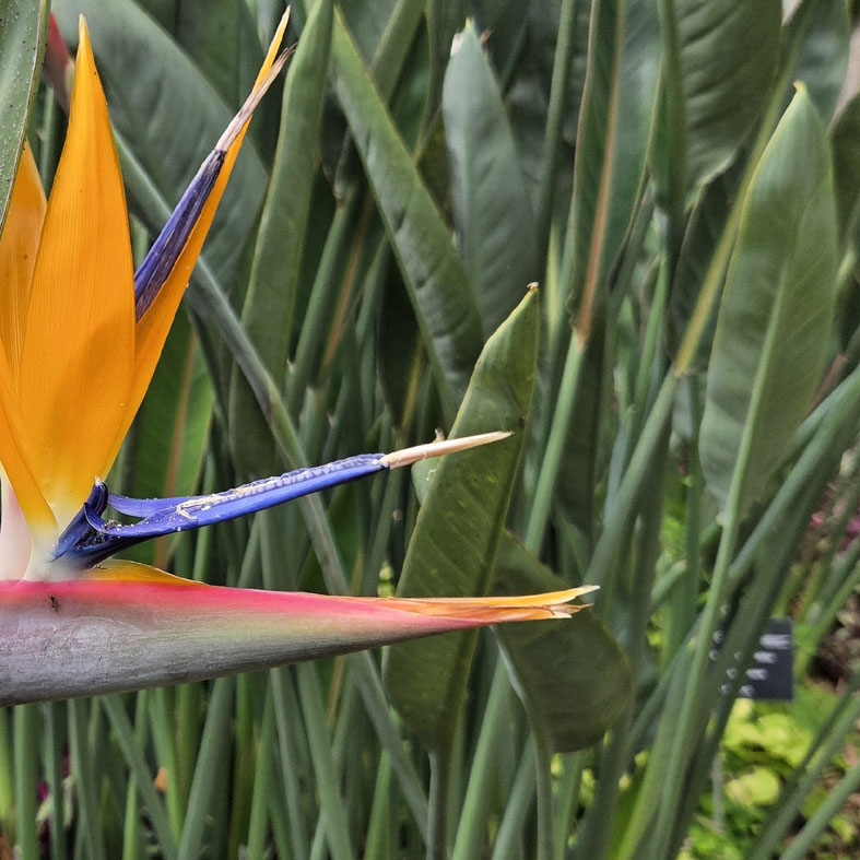 STRELITZIA reginae
