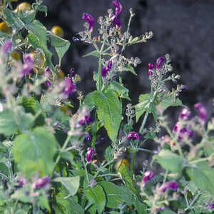 STROBILANTHES atropurpurea