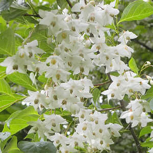 STYRAX japonicus