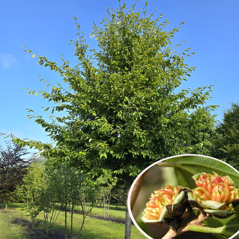 SYCOPARROTIA semidecidua
